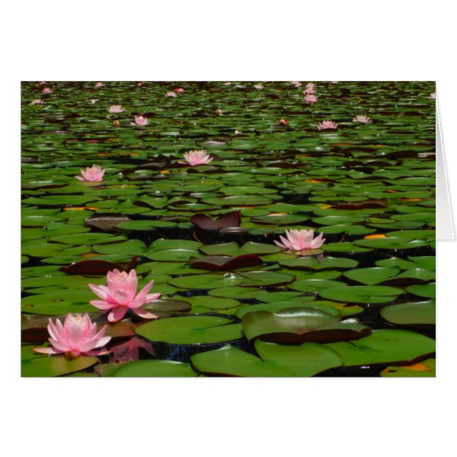 Pink lotus water lily flower pond (Front Horizontal)