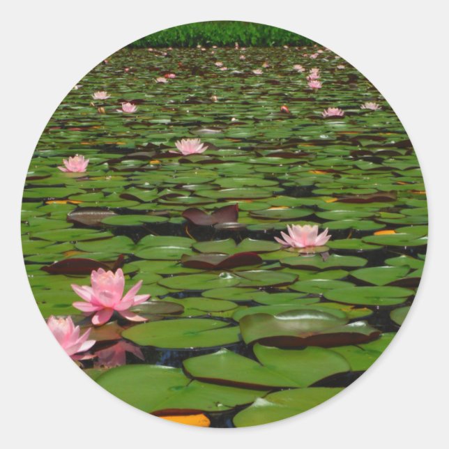 Pink lotus water lily flower pond classic round sticker (Front)