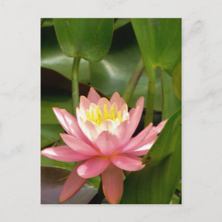 Pink lotus water lily flower postcard
