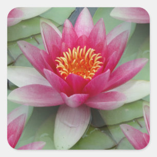 Pink Lotus Water Lily Square Sticker