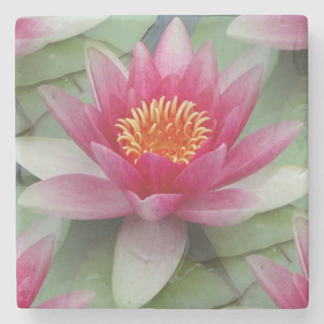 Pink Lotus Water Lily Stone Coaster (Front)