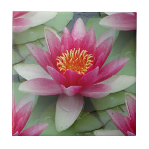 Pink Lotus Water Lily Tile