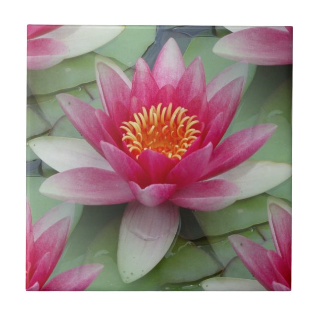 Pink Lotus Water Lily Tile (Front)