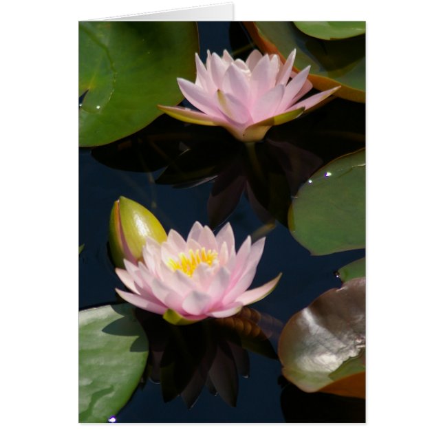 Pink Lotus Waterlilies Card (Front)