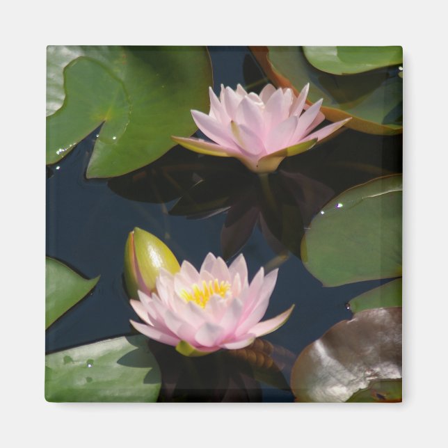 Pink Lotus Waterlilies magnet (Front)