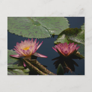 Pink Lotus Waterlillies Postcard