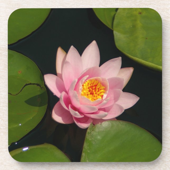 Pink Lotus Waterlily Coaster (Front)