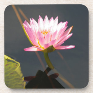 Pink Lotus Waterlily Coaster