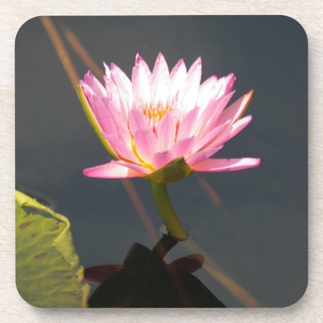 Pink Lotus Waterlily Coaster (Front)