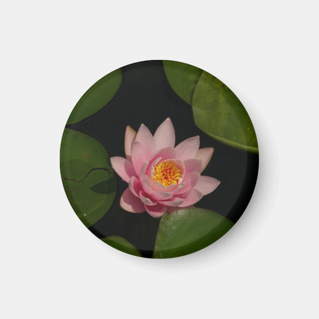 Pink Lotus Waterlily magnet (Front)
