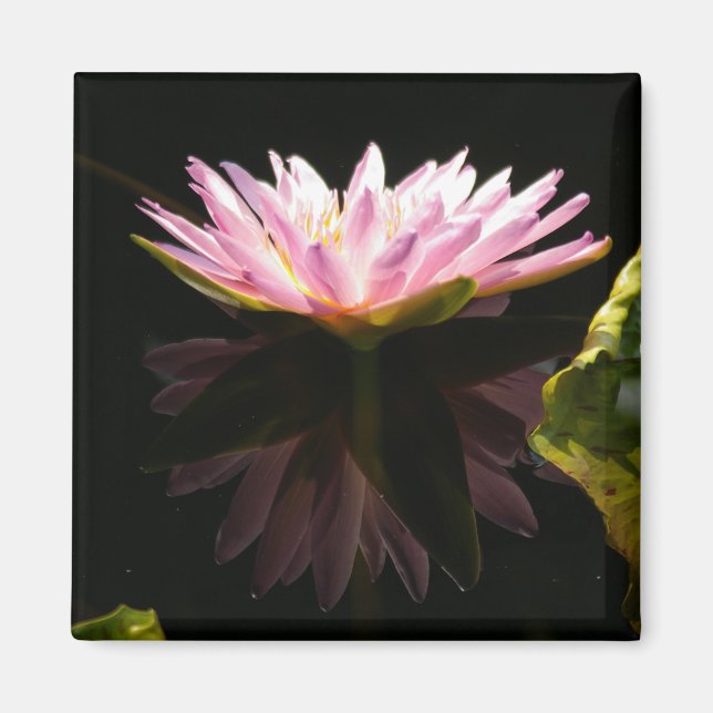 Pink Lotus Waterlily magnet (Front)
