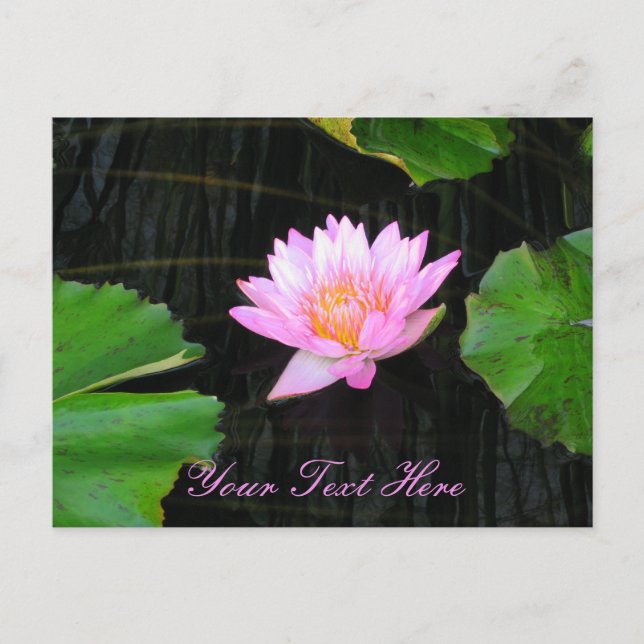 Pink Lotus Waterlily Postcard (Front)
