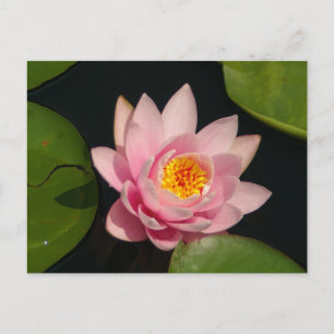 Pink Lotus Waterlily Postcard