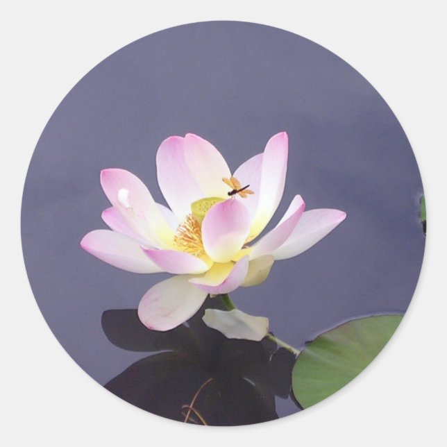 Pink Lotus with Dragon Fly Classic Round Sticker (Front)