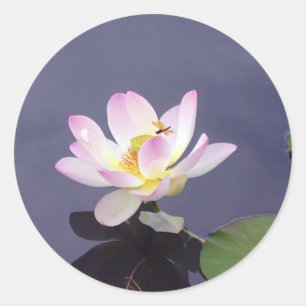 Pink Lotus with Dragon Fly Classic Round Sticker