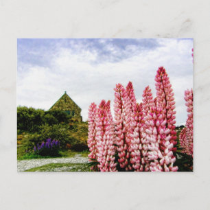 Pink Lupins @ Lake Tekapo New Zealand Postcard