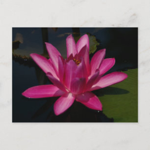 Pink Magenta Lotus Waterlily Postcard