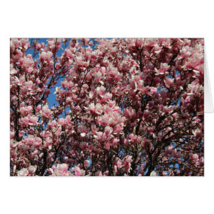 Pink Magnolia