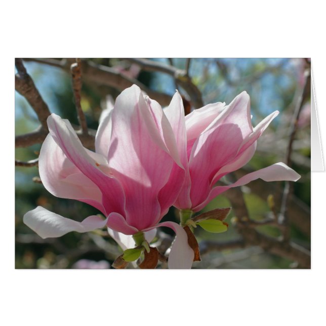 Pink Magnolia Blossoms Flower Photography Card (Front Horizontal)