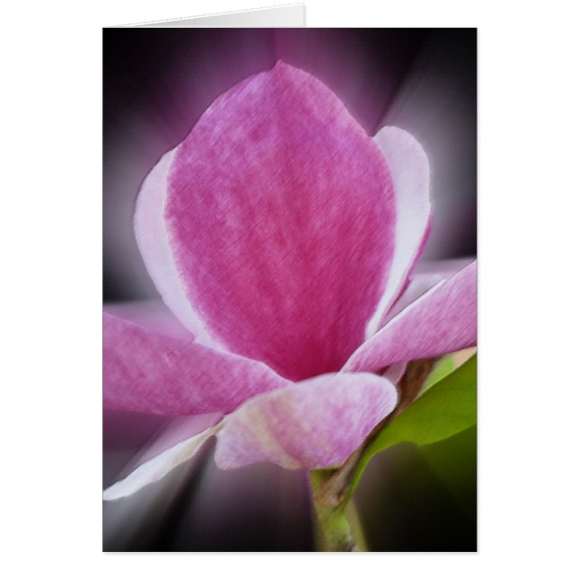 pink magnolia flower (Front)