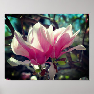 Pink Magnolia Flower Blossom Close Up Poster