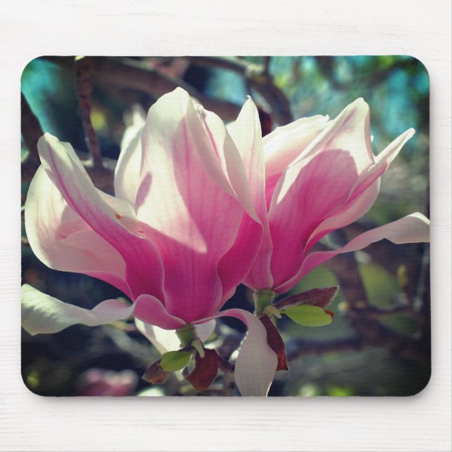 Pink Magnolia Flower Blossoms  Mouse Mat (Front)