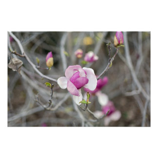 Pink Magnolia Flower Photo Print