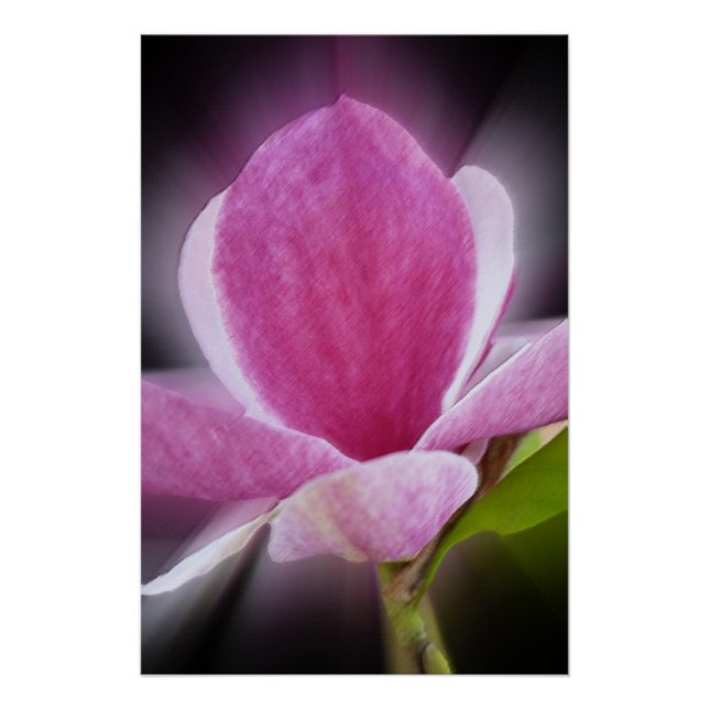 pink magnolia flower poster (Front)