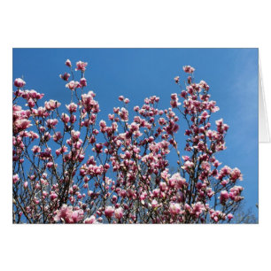 Pink Magnolia Flowers Blue Sky Note Card