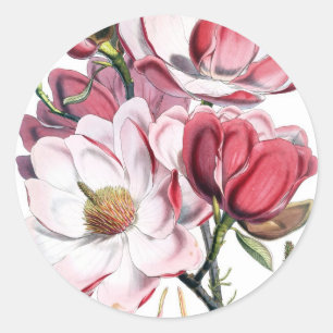 Pink Magnolia Flowers Classic Round Sticker
