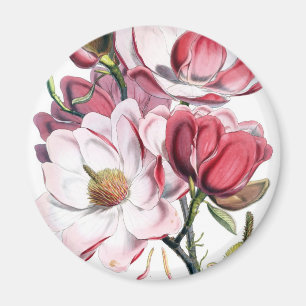 Pink Magnolia Flowers Magnet