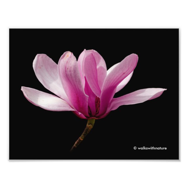 Pink Magnolia on Black Photo Print (Front)