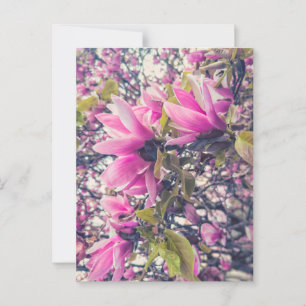 Pink Magnolia Postcard