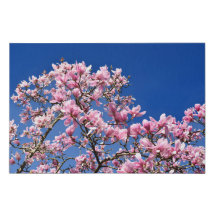 Pink Magnolias Blue Sky Faux Wrapped Canvas Large