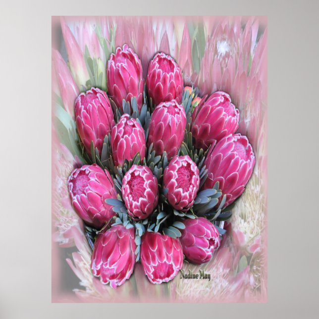 Pink Mamosa Protea Poster (Front)
