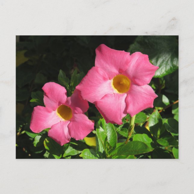 Pink Mandavilla Vine Flowers Postcard (Front)