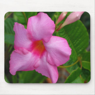 Pink Mandevilla "Alice du Pont" Mouse Pad