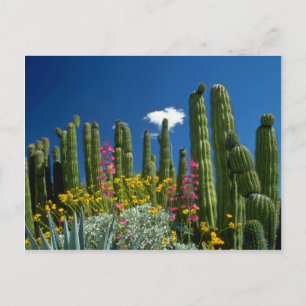 Pink Many plants, Sonoran Desert, Arizona flowers Postcard