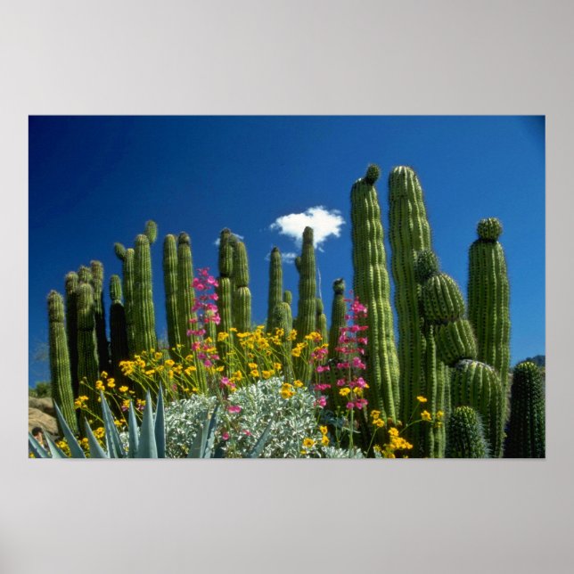 Pink Many plants, Sonoran Desert, Arizona flowers Poster (Front)