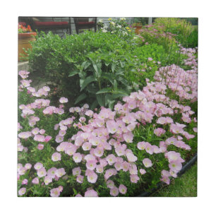 Pink Mexican Evening Primrose Tile