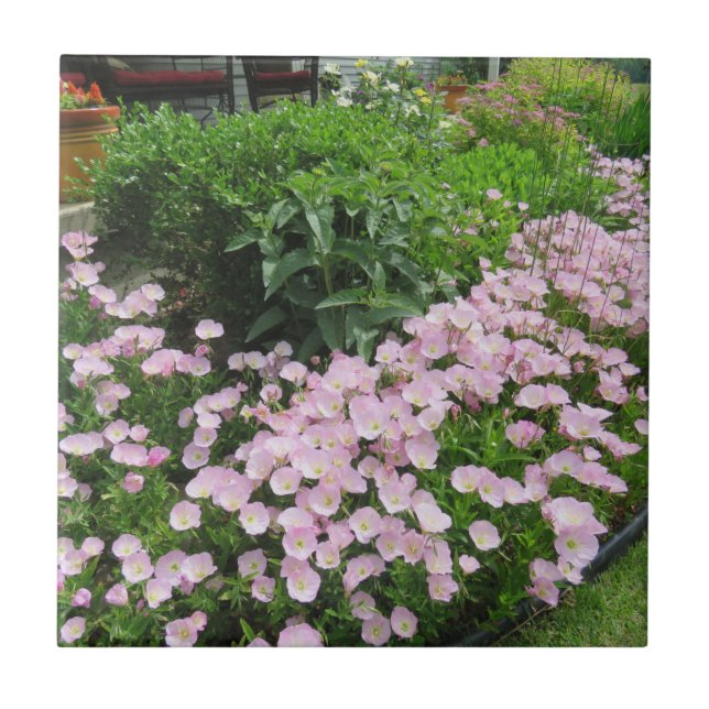 Pink Mexican Evening Primrose Tile (Front)