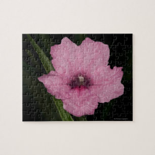 Pink Mexican Petunia (Ruellia Brittoniana or Jigsaw Puzzle