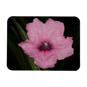 Pink Mexican Petunia  (Ruellia Brittoniana or Magnet