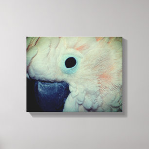 Pink Moluccan Cockatoo Parrot Close Up Canvas Print