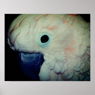 Pink Moluccan Cockatoo Parrot Close Up Poster