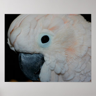 Pink Moluccan Cockatoo Parrot Poster