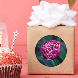 Pink moody tulip classic round sticker