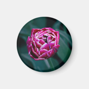 Pink moody tulip  magnet