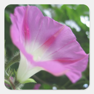 Pink Morning Glory Flower Square Sticker