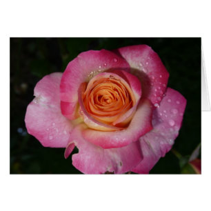 Pink morning rose